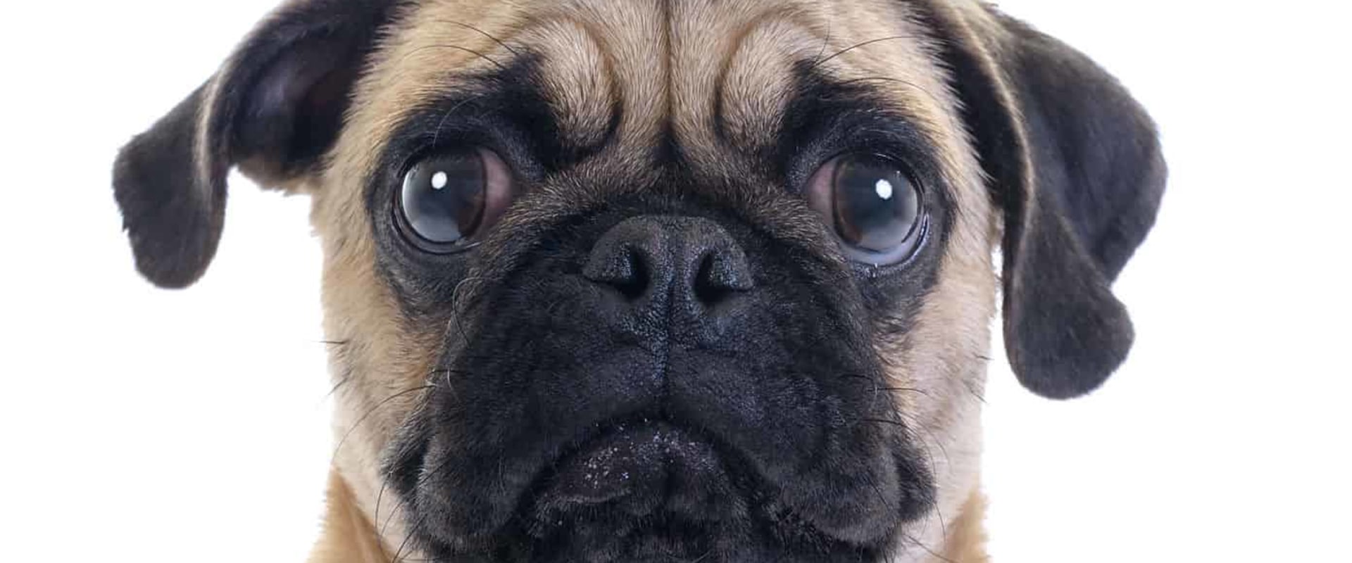 why-aren-t-pugs-good-pets