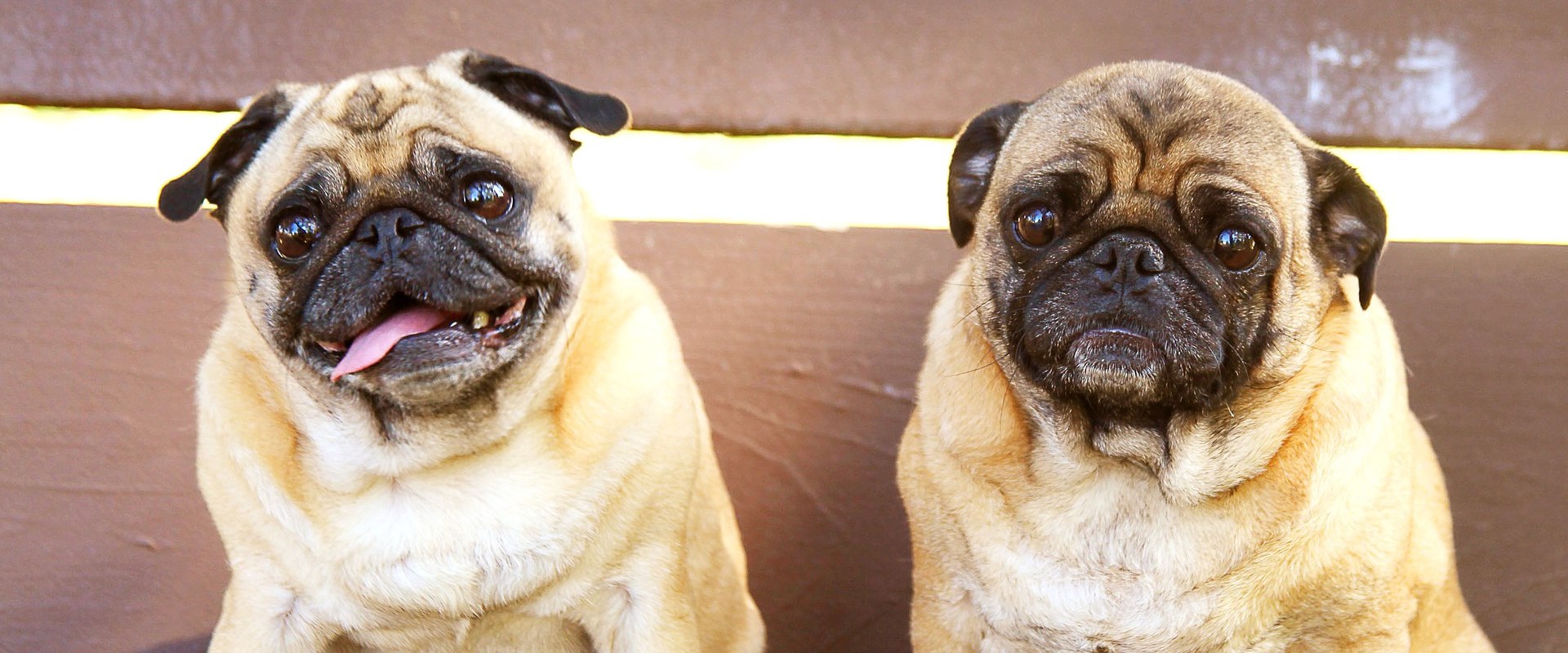 Are pugs good for beginners?