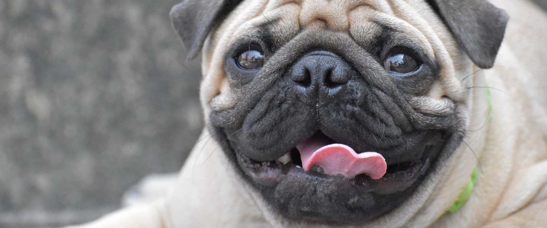 Are pugs bad pets?