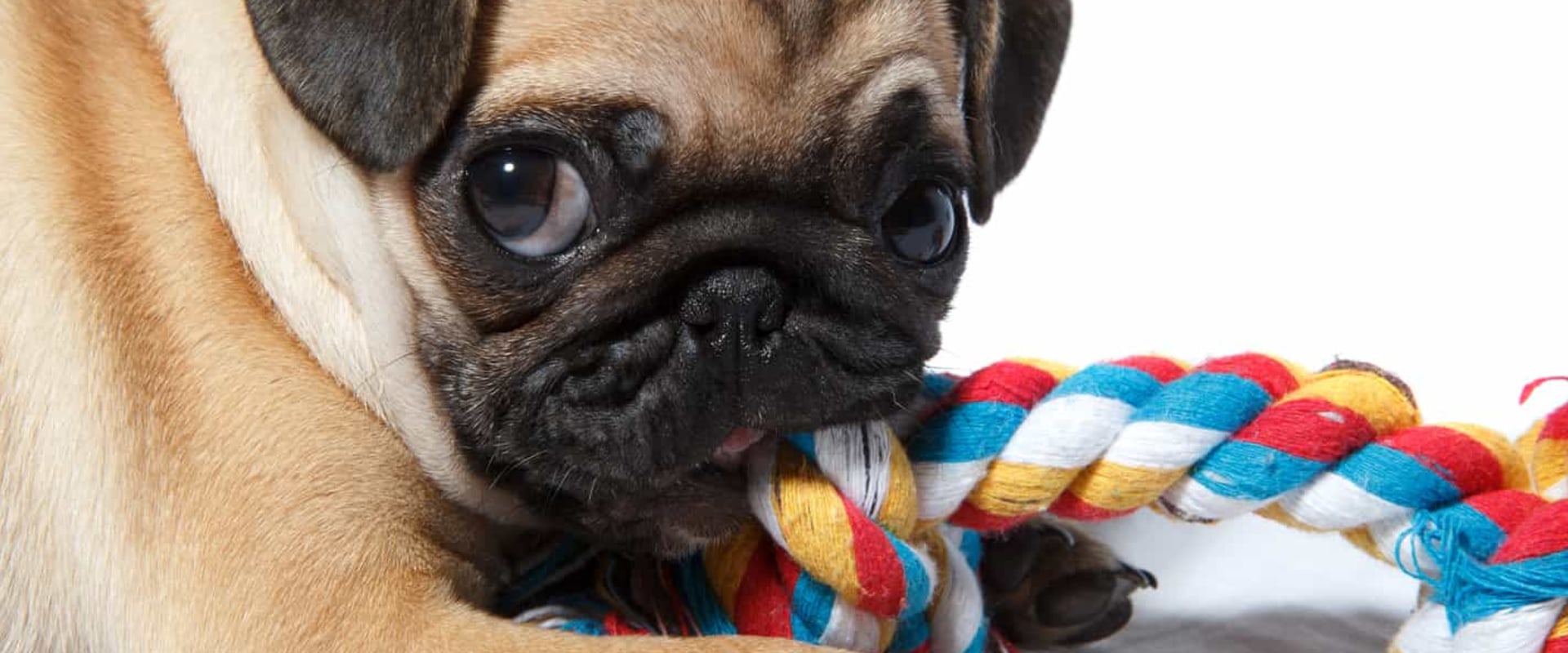 Are pugs the dumbest dogs?