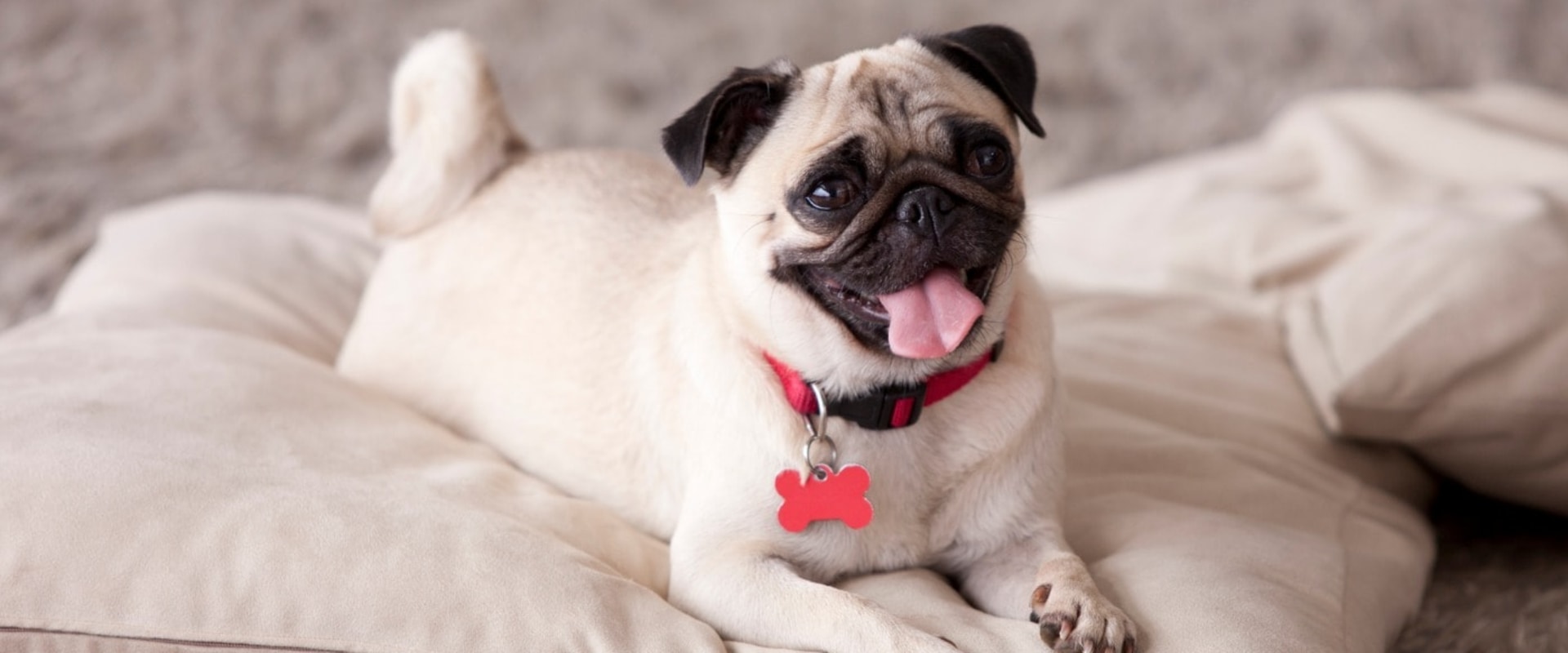 Do pugs require a lot of maintenance?