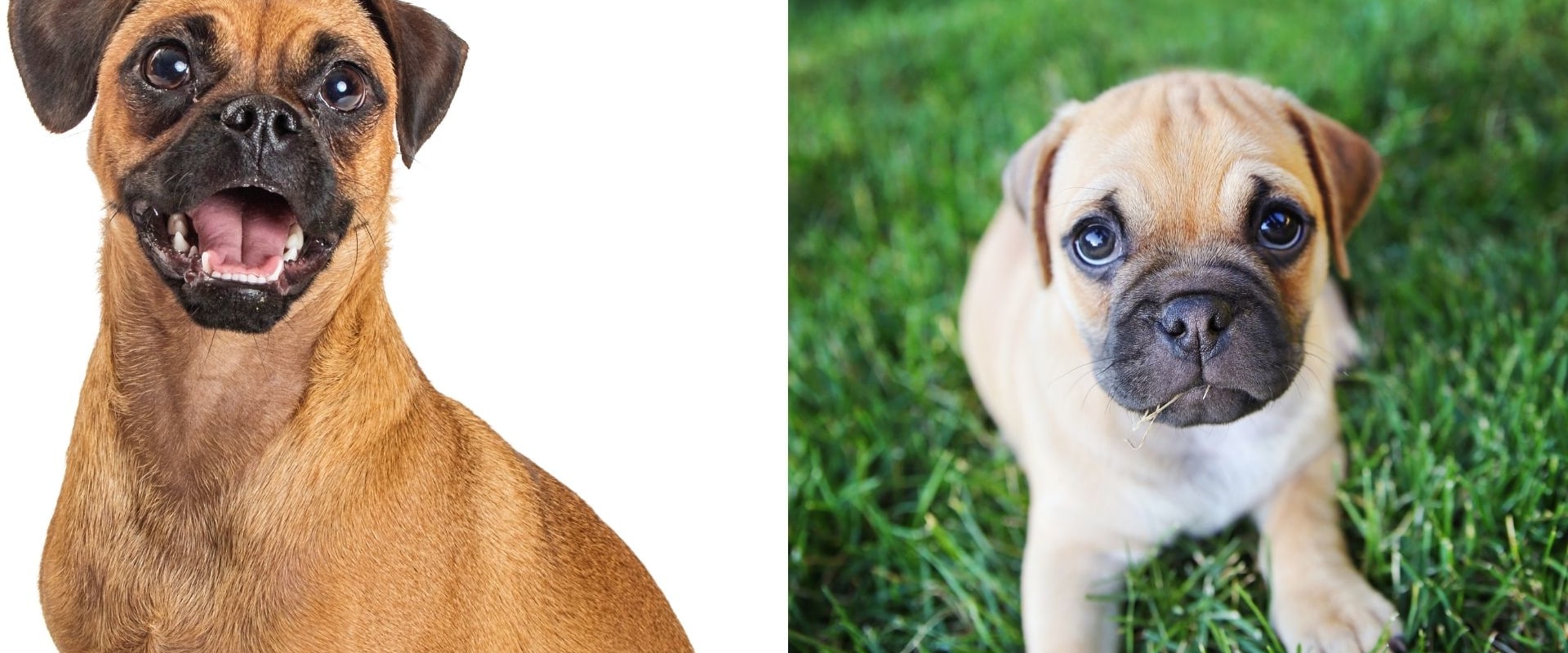 Is it cruel to breed pugs?