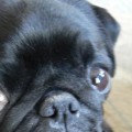 Are pugs hurting?