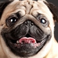 Do pugs suffer?