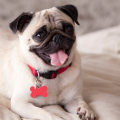 Is it worth having a pug?