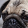 Are pugs smart?