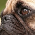 Why shouldn't you buy a pug?