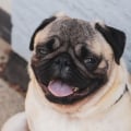 Is he a high-maintenance pug?