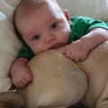Why should you never buy a pug?