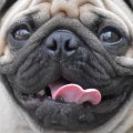 Are pugs bad pets?