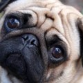 Is it cruel to have a pug?