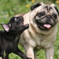 Why are pugs so aggressive?