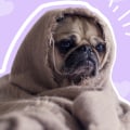 Aren't the pugs happy?