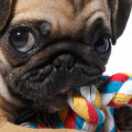 Are pugs the dumbest dogs?
