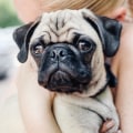Are pugs aggressive?