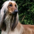 What is the stupidest breed of dog?