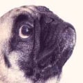 Are pugs difficult to train?