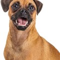 Is it cruel to breed pugs?