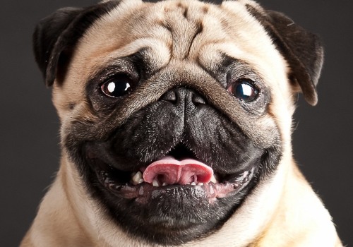 Do pugs suffer?