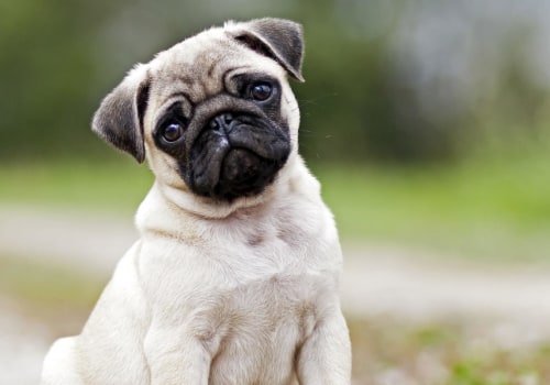 Is it difficult to keep the pug?
