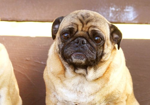 Are pugs good for beginners?