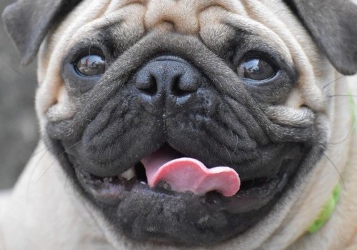 Is it cruel to buy a pug?