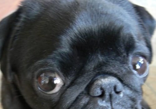 Are pugs genetically damaged?