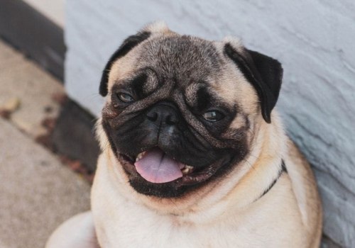 Is he a high-maintenance pug?