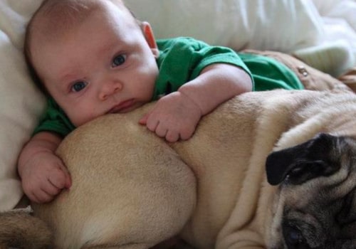 Why should you never buy a pug?