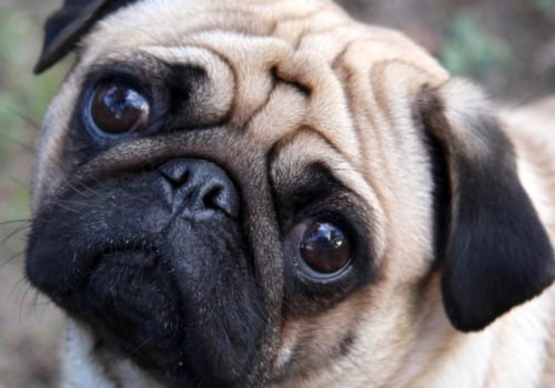 Is it cruel to have a pug?