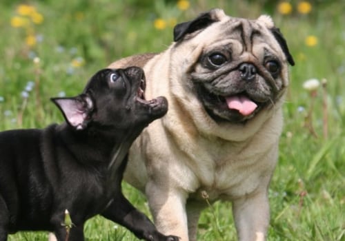 Why are pugs so aggressive?