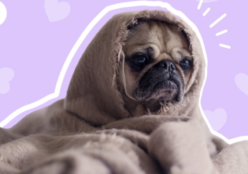 Aren't the pugs happy?