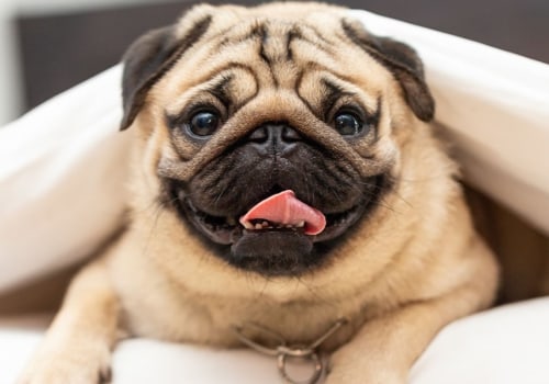 Are pugs a good indoor dog?