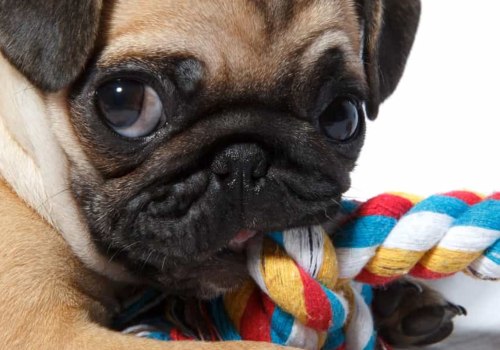Are pugs the dumbest dogs?