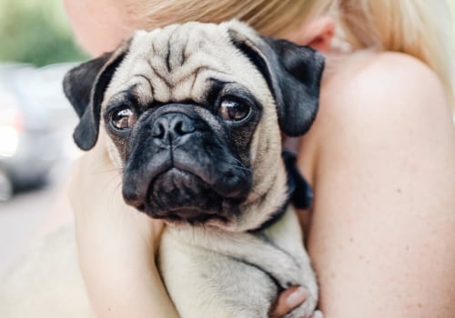 Are pugs aggressive?
