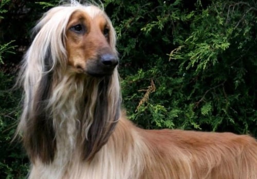 What is the stupidest breed of dog?