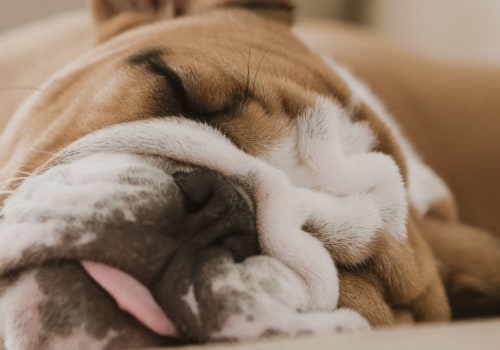Which breed of dog is the laziest?