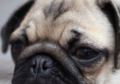 Are pugs good pets?