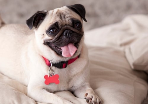 Do pugs require a lot of maintenance?