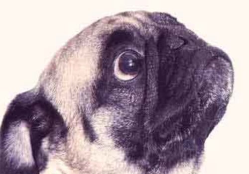 Are pugs difficult to train?