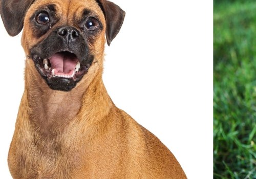 Is it cruel to breed pugs?